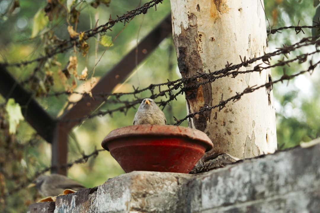 a-bird-perched-on-a-fence-next-to-a-potted-plant-heprsdspna